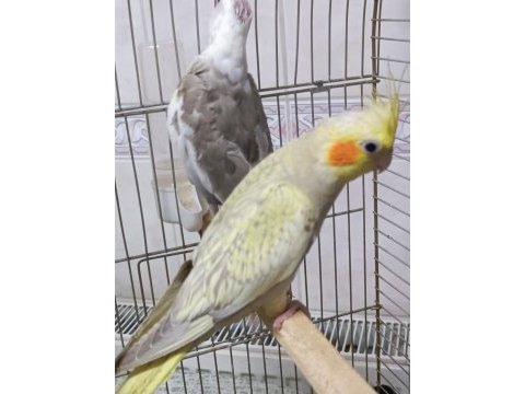 Yavru yetişkin her renk sultan papağanları