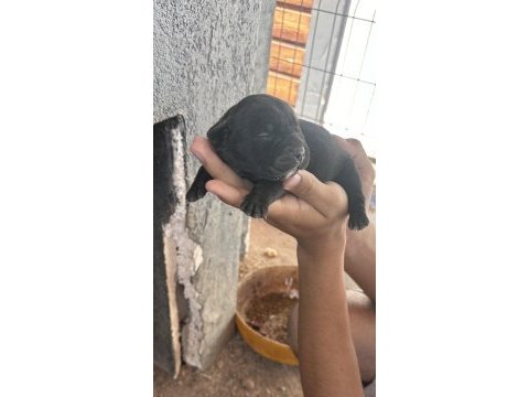 Sahiplendirilmeye hazır cane corso yavrular