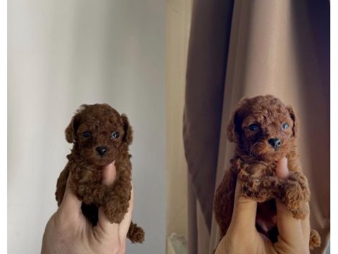 Orjinal mikro toy poodle 