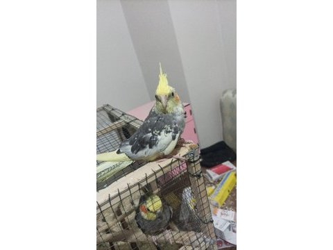 Ev üretimi 4 aylık sultan papağanı