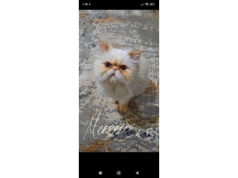 Dişi kedi arıyoruz