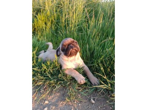 Pug mobs yavrular