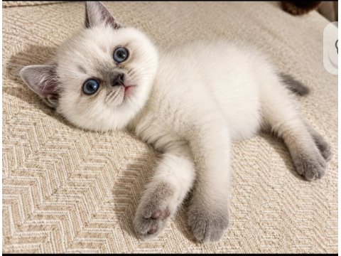 Safkan british shorthair yavru