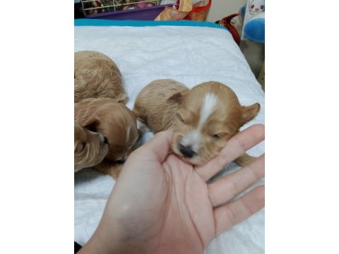 Minyatür maltipoo yavrular