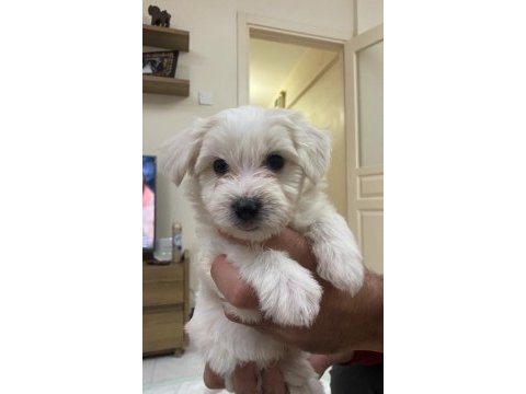 60 günlük maltese terrier ped eğitimleri var