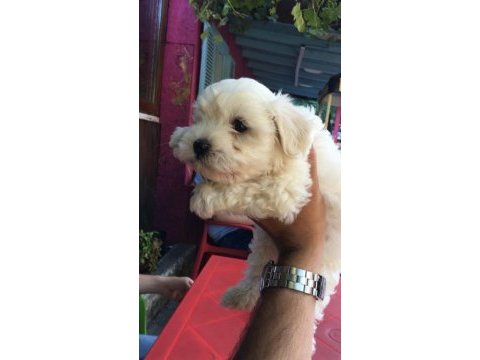 0 numara maltese terrier