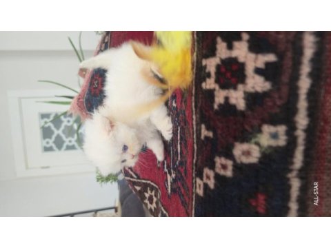 Erkek golden point british longhair