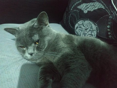 British shorthair 15 aylık ev kedimiz