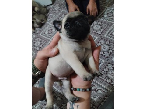 Kendi evimin üyesi pug üretici değilim