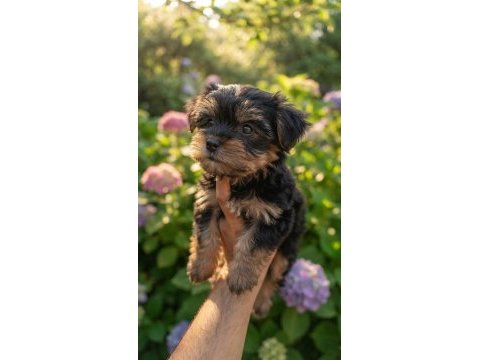 Muhteşem yorkshire terrier yeni ailesini arıyor
