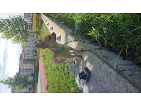 Chihuahua iki kardeş
