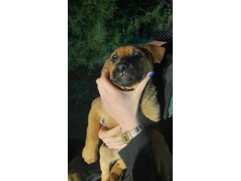 İki aylık bebek köpekler çok sağlıklı ve sevimliler