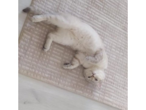 1,5 yaşında british shorthair
