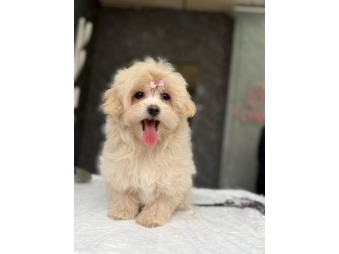 Tea cup maltipoo yavrulari istanbul