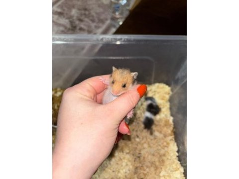 Uzun tüylü suriye hamster yeni sahiplerini bekliyor