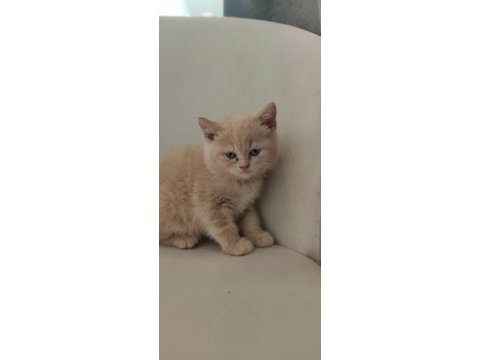 Güzel british shorthair yavrular yeni yuvalarını arıyor