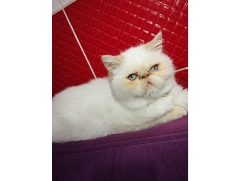 İran exotic red point