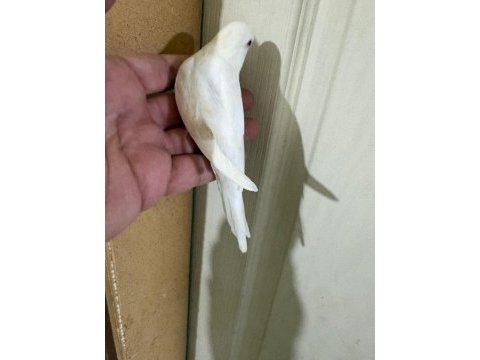 31 günlük albino oğlan bebek muhabbet kuşu