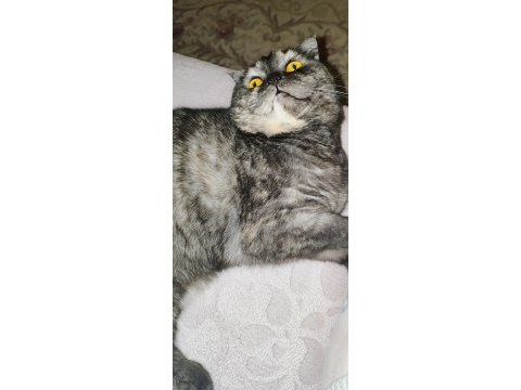 Ücretsiz sahiplendirme scottish fold kedimiz
