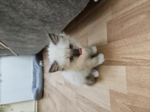 Kediseverler için melez ragdoll yavrularım