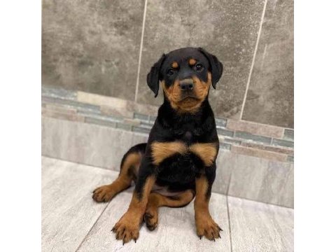%100 orjinal rottweiler yavrular kredi kartı geçerlidir