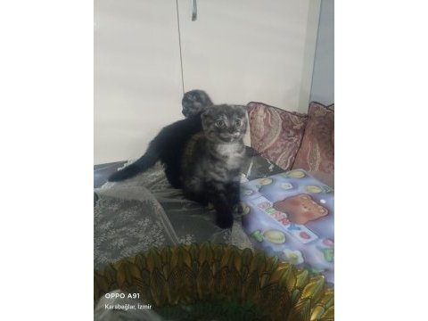 2 adet 2 aylık dişi scottish fold yavrular
