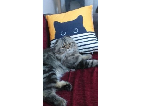 5 yaşında kısır scottish fold
