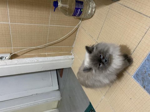 Bütün aşıları yapılı temiz ev kedisi