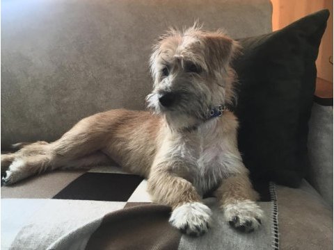 Ücretsiz sahiplendirilecek dişi kromforhlander köpeğimiz