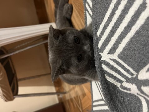 Scottish fold dişi yavru