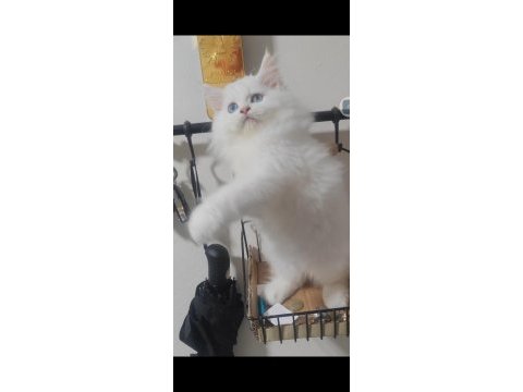 British longhair kedisi