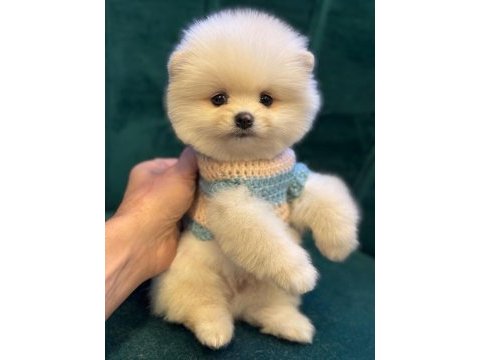 Pomeranian boo yavru köpeklerimiz