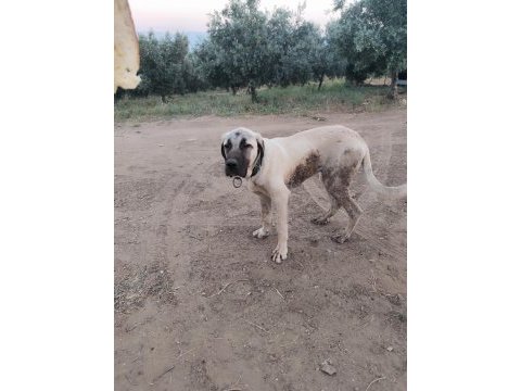 Genç erkek kangal
