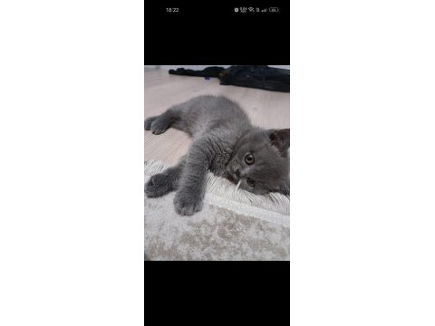 British shorthair 3 aylık yavru