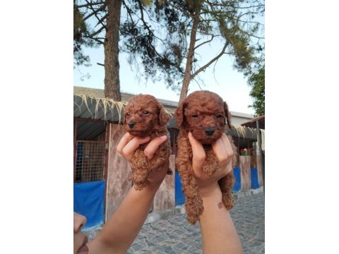 Toy poodle yavrularımız çiftliğimizden