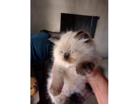 British blue point longhair yavrular