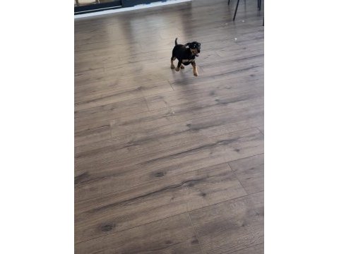 5 aylık sosis köpek dachshund sahiplendirilecektir