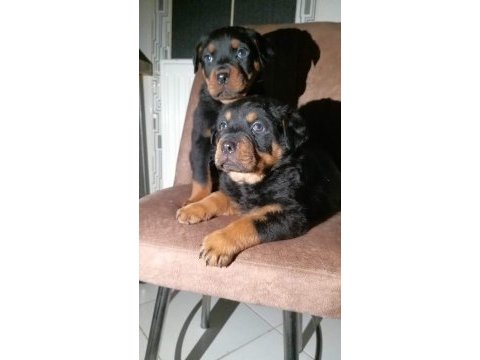Macar kafa rottweiler yavrular