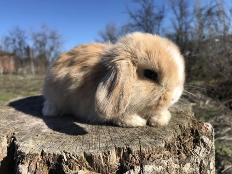 Mini lop tavşan (bebeklerimiz)