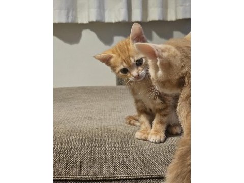6 yavru kardeş kedimiz için sevgi dolu yuva arıyoruz