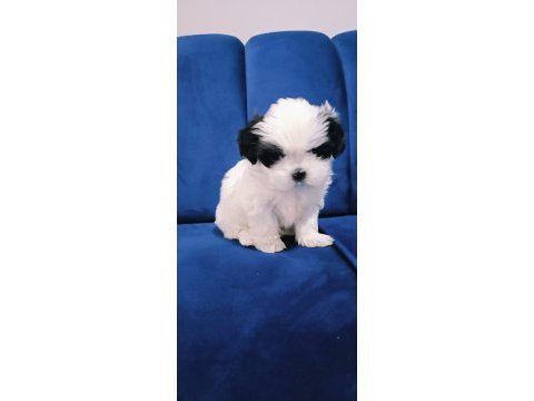 Shih tzu bebekler yeni yuvalarını arıyorlar