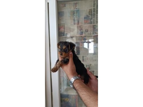 A kalite teacup kg garantili erkek yorkshire terrier yavru
