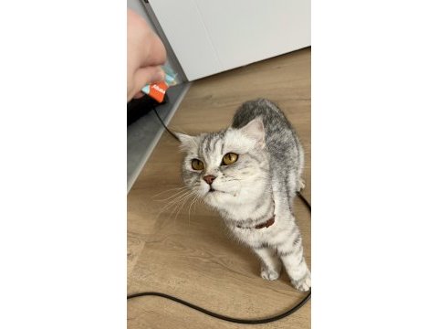 Kedime güzel bakılacağı yuva arıyorum ücretsiz