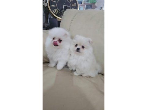 Bembeyaz pomeranian yavrular