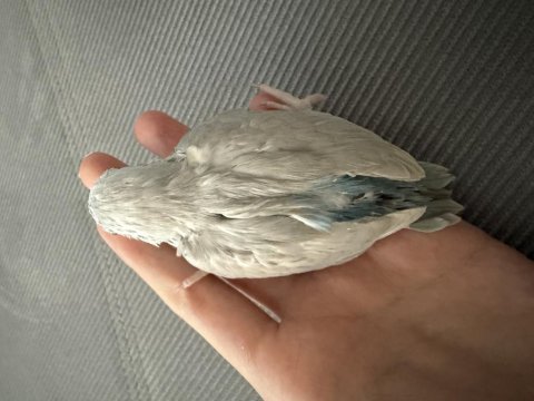 2 adet dişi forpus papağanı yavrusu