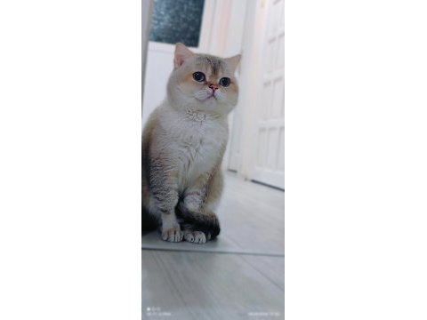 British shorthair kedimize eş aranıyor