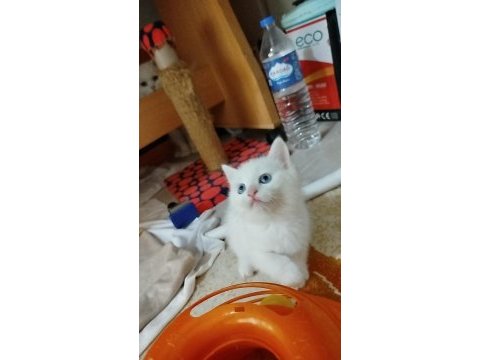 British shorthair magnum prensibi kim ister