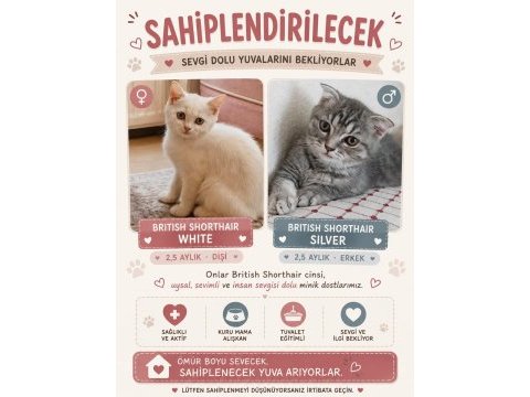 Minik şirin kedim