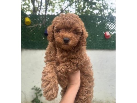 Baby face yüz toy poodle
