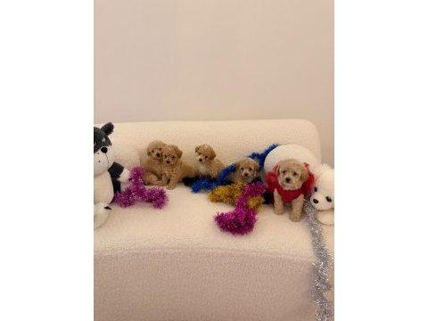 Sağlık ve ırk garantili maltipoo bebekler